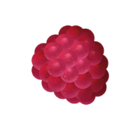FRUITS ROUGES RECHARGE